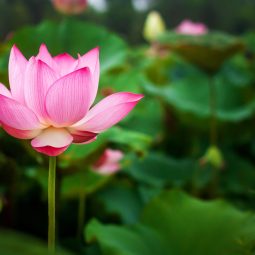 Beautiful lotus flower and green lotus leaf background in pond. Blank copy space.