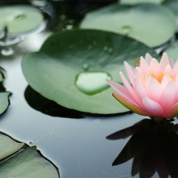 Beautiful pink lotus flower - water  lily  in pond blossom in the morning