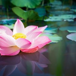 Beautiful pink Lotus flower with green leaves in nature for background